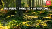 7 Magical Forests That Feel Like Walking Into Another World