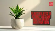7 Vastu Plants for Luck & Positive Energy in Your Home in 2026