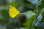 72 Butterfly & Moth Species Thrive in Chennai's Anna University Green Oasis