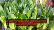 8 Best Plants for Calm, Luck & Positive Energy at Home: Vastu & Feng Shui Tips