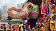 Activists Challenge Karnataka Government Over Elephant Use in Temple Processions