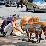 Ahmedabad Municipal Corporation Designates 126 Stray Dog Feeding Spots, Faces Criticism