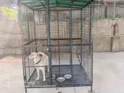 Ahmedabad: Police Case Filed After Labrador Bites Woman in Shilaj Society