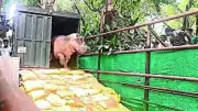 Alipore Zoo's Hippo One Stays in Pool for 15 Days, Medical Team on 24x7 Watch