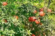 Anantapur Pomegranates Seek GI Tag to Boost Global Market Access