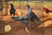 Andhra Breeders Rush Younger Roosters to Cockfights After Bird Flu Losses