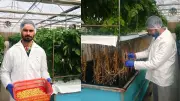Bathinda Farmer's Aeroponic Potato Seeds Yield Rs 1 Crore Turnover in First Year