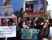 Bengaluru Activists Protest Ahead of SC Hearing on Stray Dog Relocation