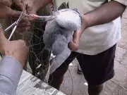 Bengaluru's Kite Crisis: 790 Birds Injured by Banned Manja in 2025