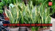 Best Time to Propagate Snake Plants: Spring & Summer Guide for Indian Homes