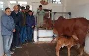 BHU's Varanasi Campus Welcomes New Sahiwal Calf via Embryo Transfer