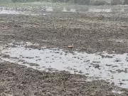 Bijnor's Nakowali Lake Eyes Ramsar Wetland Status for Bird Conservation