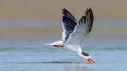 BNHS and NMCG Launch Major Ganga Project to Protect Endangered Indian Skimmer