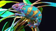 Chameleon Colour Change: Not Camouflage, But Science of Emotion & Survival