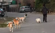 Chandigarh Dog Bite Crisis: Over 100 Daily Cases in 2025, New Shelter Planned