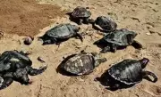 Chennai Sets Up 4 Turtle Hatcheries to Boost Olive Ridley Survival