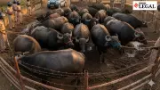 Chhattisgarh HC Ruling: Transporting Buffaloes Not Always Illegal Slaughter Trip