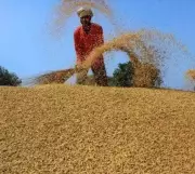 Chhattisgarh Suspends 31 Officials, Acts Against 7 in Paddy Procurement Scam
