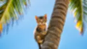 Coimbatore Firefighters Rescue Kitten Stranded on 60-Foot Coconut Tree