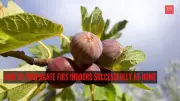 Complete Guide to Propagating Fig Trees Indoors at Home Successfully
