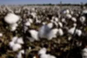 Cotton Price Soars to ₹59,000 per Candy in Coimbatore After Duty Waiver Ends