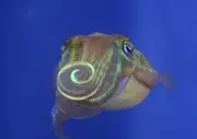 Cuttlefish Flirt with Polarized Light Patterns Invisible to Human Eye