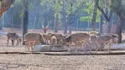 Davangere Zoo Faces Uphill Task After 4 Spotted Deer Die, Treating Rest