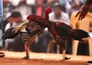 Defeated Cockfight Roosters Become Pricey Delicacy in Andhra Pradesh Markets