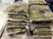 DRI Busts International Drug Racket at Jaipur Airport, Seizes Rs 6.5 Crore Hydroponic Weed