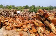 ED Attaches Rs 11.3 Crore Properties in Gujarat Khair Wood Smuggling Case
