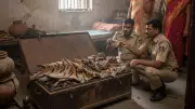 Fake Tiger Skins, Claws Found in Gujarat Temple Room After Caretaker's Death
