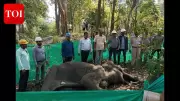 Female Elephant Found Dead in Balangir Forest, Cause of Death Awaits Postmortem Report