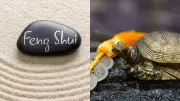 Feng Shui Tortoise Placement: Ancient Secret for Prosperity & Positive Energy