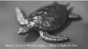 Feng Shui Turtle Guide: Types, Benefits & Placement for Wealth, Health & Harmony