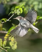 Flamingos Flee Telangana: How Lake 'Beautification' is Driving Away Migratory Birds