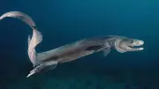 Frilled Shark: India's Deep-Sea 'Living Fossil' Holds 80-Million-Year Secrets