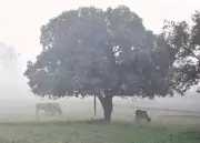 GADVASU Experts Urge Dairy Farmers to Protect Cattle During Ludhiana Cold Wave