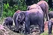 Garhwa: Elephant Herd Kills PVTG Woman, Rs 50,000 Partial Compensation Paid