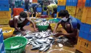 Goa Fisheries Expert Calls for Trial Ban on Mackerel, Sardine Fishing