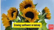 Grow Sunflowers on Your Balcony: A Simple Guide for Urban Gardeners