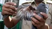 Gujarat's Karuna Abhiyan Deploys 8,500 Personnel to Rescue Birds Before Makara Sankranti