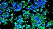 Harnessing Natural Immunity: Experimental Cancer Drug Shows Early Promise