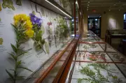 Harvard's Glass Flowers: A Botanical Marvel of Art and Science