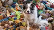 Harvey the Border Collie: Britain's Brightest Dog Masters 221 Toy Names
