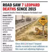 Haryana Demands Wildlife Corridor on Gurgaon-Faridabad Road After 7 Leopard Deaths