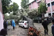 Heavy Rain and Winds Uproot Tree, Damage Cars in Chandigarh's Sector 29