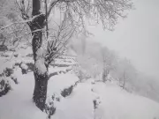 Himachal Horticulture Director Advocates Scientific Orchard Management