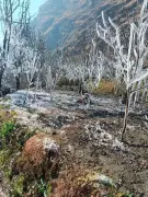 Himachal's Apple Crisis: 3-Month Dry Spell Threatens Key Cash Crop