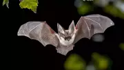 How Bats Master Darkness: New Research Reveals Their Sensory Superpowers