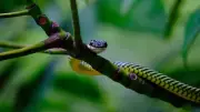 How Flying Snakes in India Glide Without Wings: The Science Explained